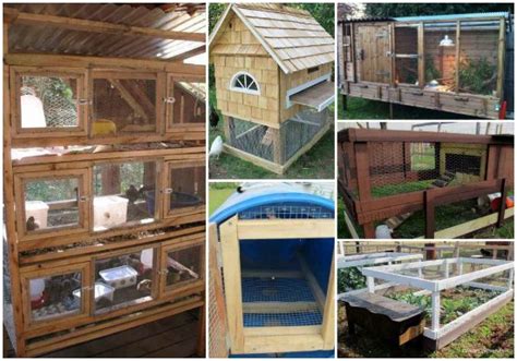 18 DIY Quail Hutch Ideas And Designs